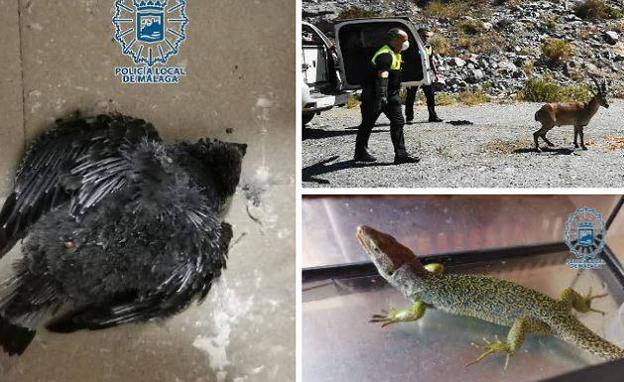 La cría de vencejo,el ejemplar de cabra montés y el Lagarto ocelado /PolicÍA Local de Málaga